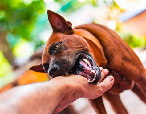 For serious wounds, or bites that have become infected, you need to contact your vet for appropriate treatment, but minor bites can easily be treated at home. . Bites on dogs pictures